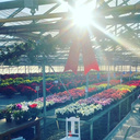 Beautiful Sunset over the greenhouse